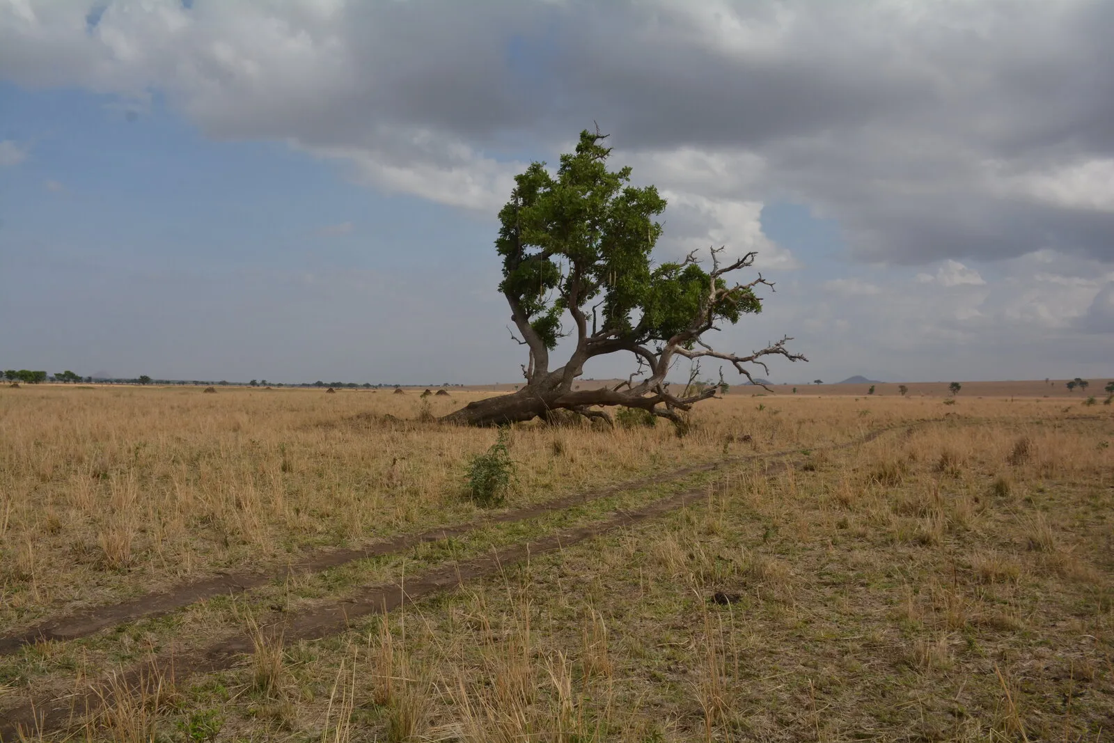 Dry-season golden grassland and a solitary acacia tree along a safari track in Kidepo Valley National Park, with rain clouds building over Uganda's semi-arid north