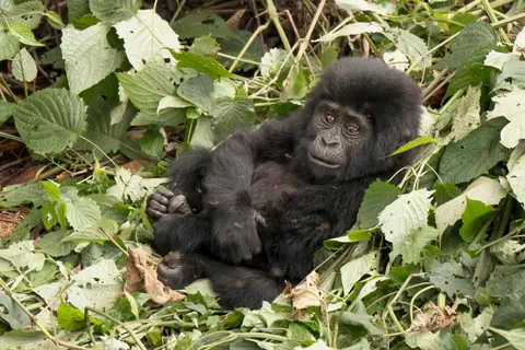 A juvenile mountain gorilla resting in dense foliage in Bwindi Impenetrable Forest's Buhoma sector