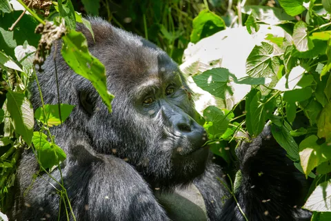 A silverback mountain gorilla foraging amid dense foliage in Bwindi Impenetrable National Park