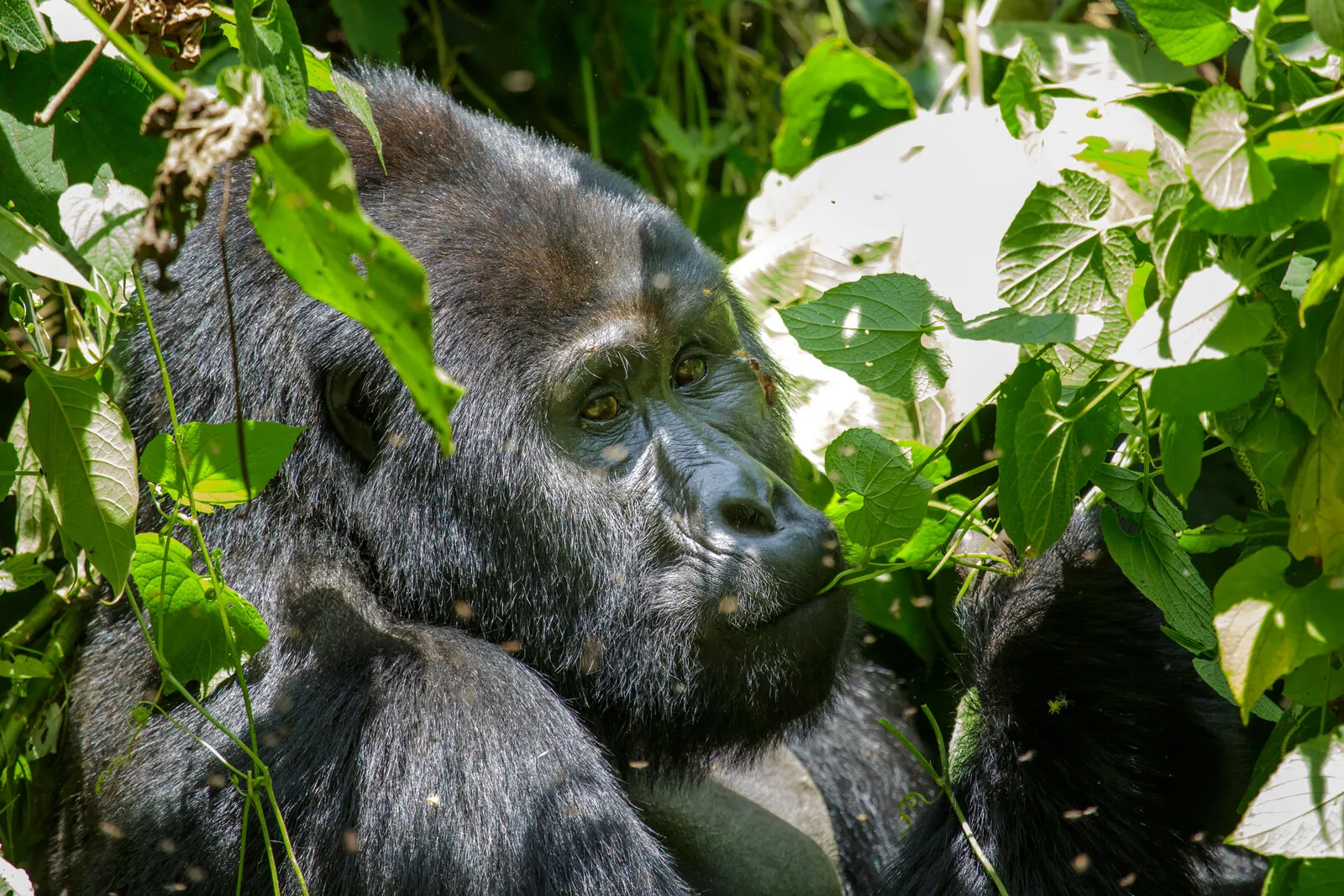 A silverback mountain gorilla foraging amid dense foliage in Bwindi Impenetrable National Park