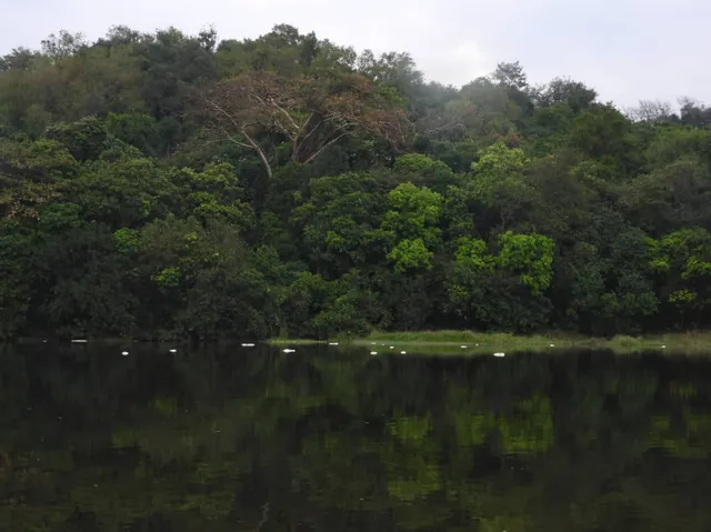 A ridge of Mabira Forest canopy reflected in still water, with white egrets resting along the shoreline
