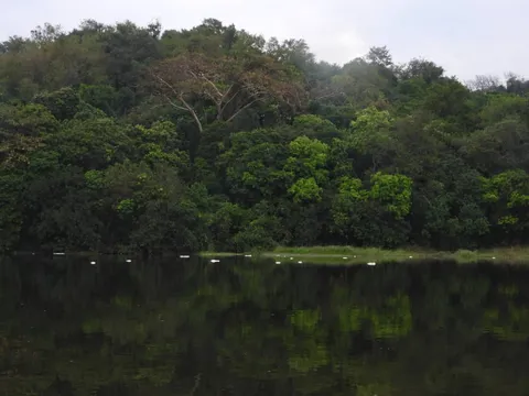 A ridge of Mabira Forest canopy reflected in still water, with white egrets resting along the shoreline