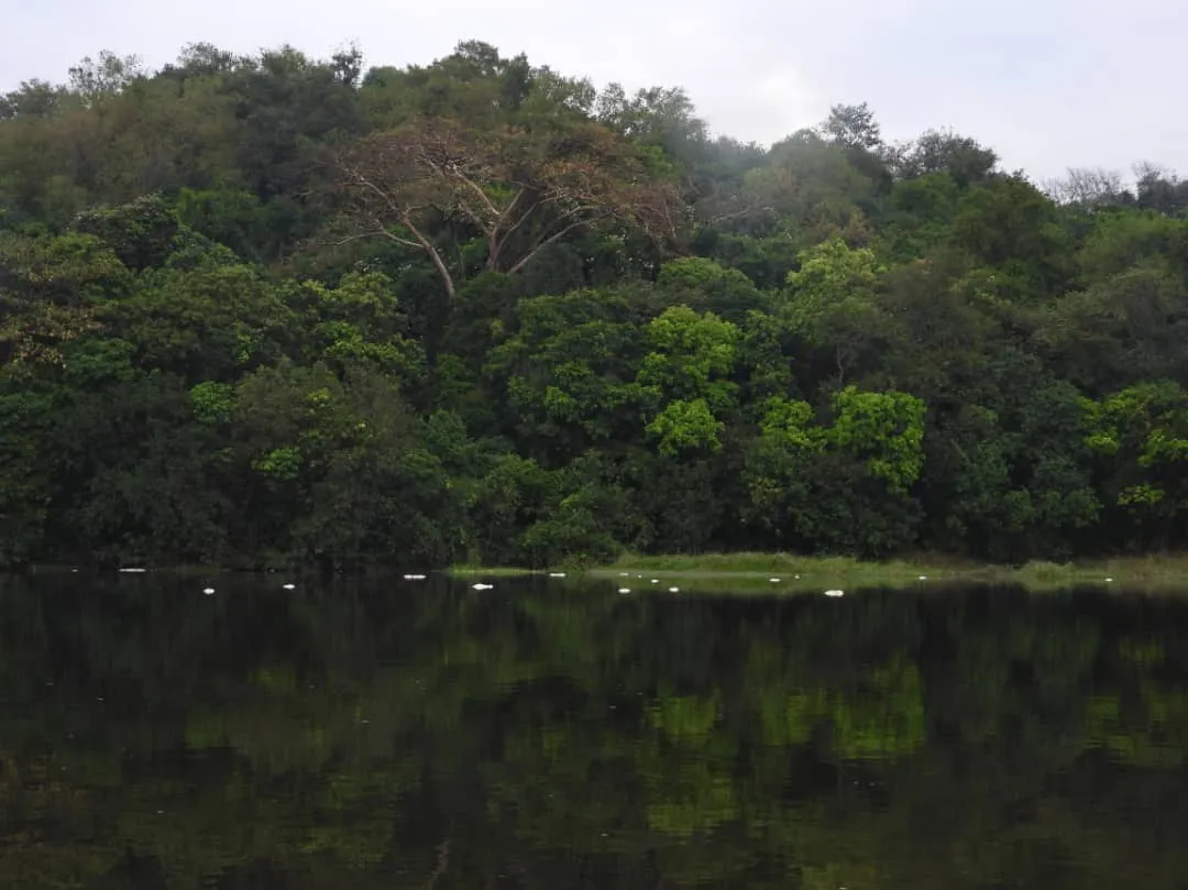 A ridge of Mabira Forest canopy reflected in still water, with white egrets resting along the shoreline